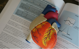 An anatomical heart model placed on an open medical textbook, illustrating human heart structure and blood vessels.